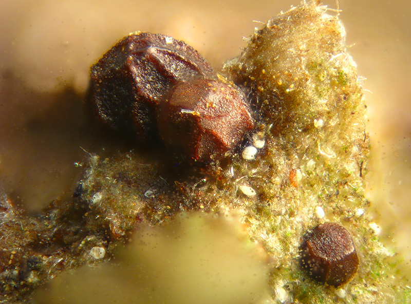 Licea sp.